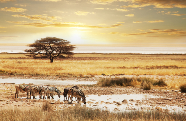 When and Where to Book the Ultimate Safari Experience