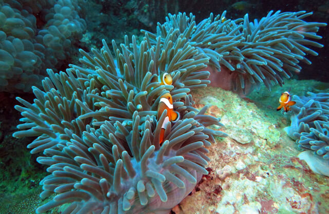 Finding Nemo -The World’s Top Diving Spots