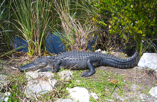 American Alligator at Everglades National Park