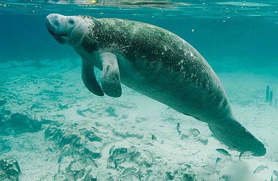 The Endangered Manatee